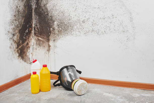 Best Residential Mold Removal  in Sycamore, GA