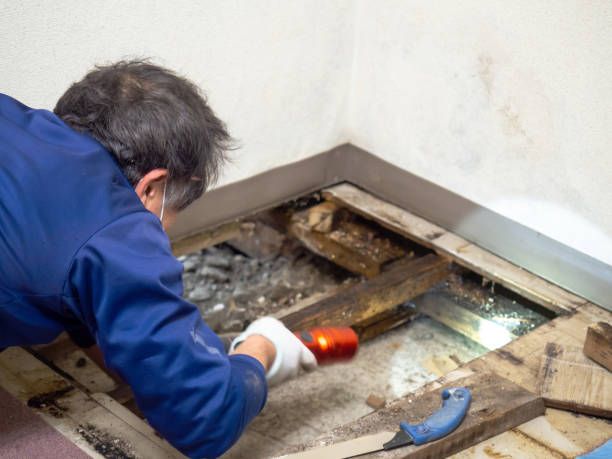 Best Attic Mold Removal  in Sycamore, GA