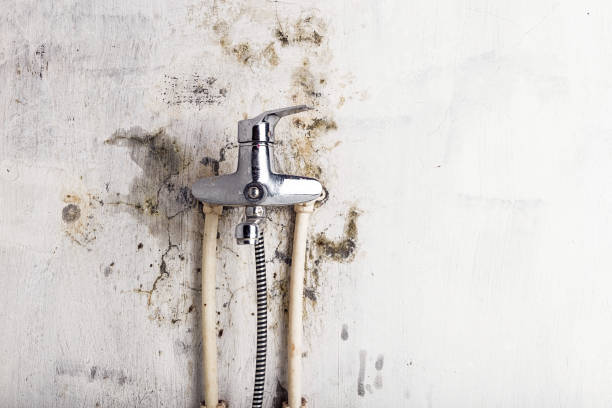 Best Commercial Mold Removal  in Sycamore, GA