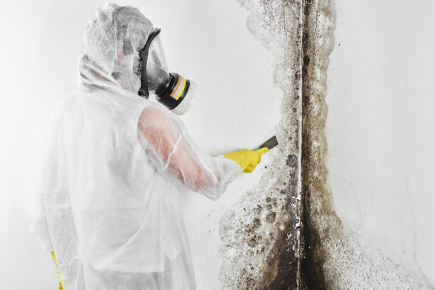 Best Mold Removal Process  in Sycamore, GA