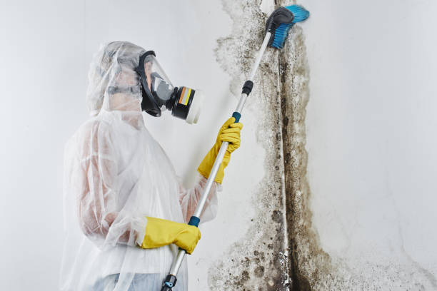 Best Mold Inspection  in Sycamore, GA