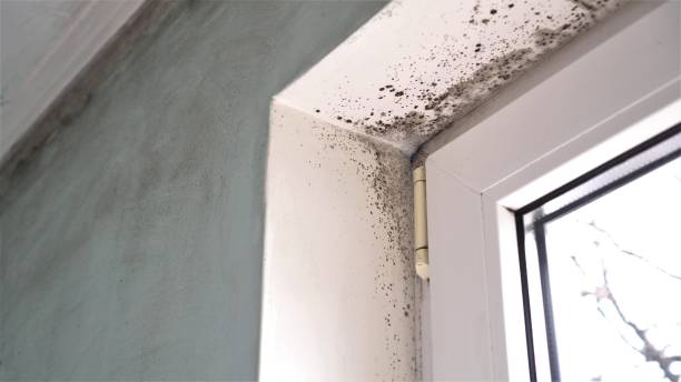 Best Crawl Space Mold Removal  in Sycamore, GA