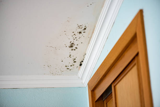 Best Affordable Mold Removal  in Sycamore, GA