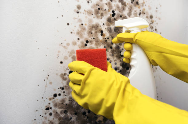 Best Certified Mold Removal  in Sycamore, GA