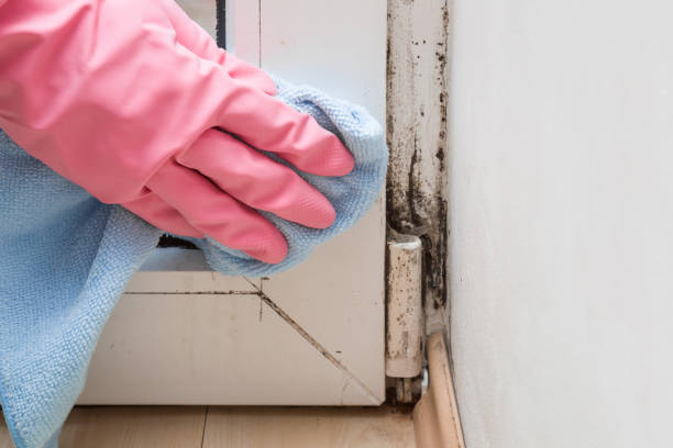 Best Office Mold Removal Services  in Sycamore, GA