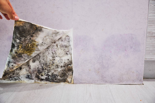 Best Mold Testing  in Sycamore, GA